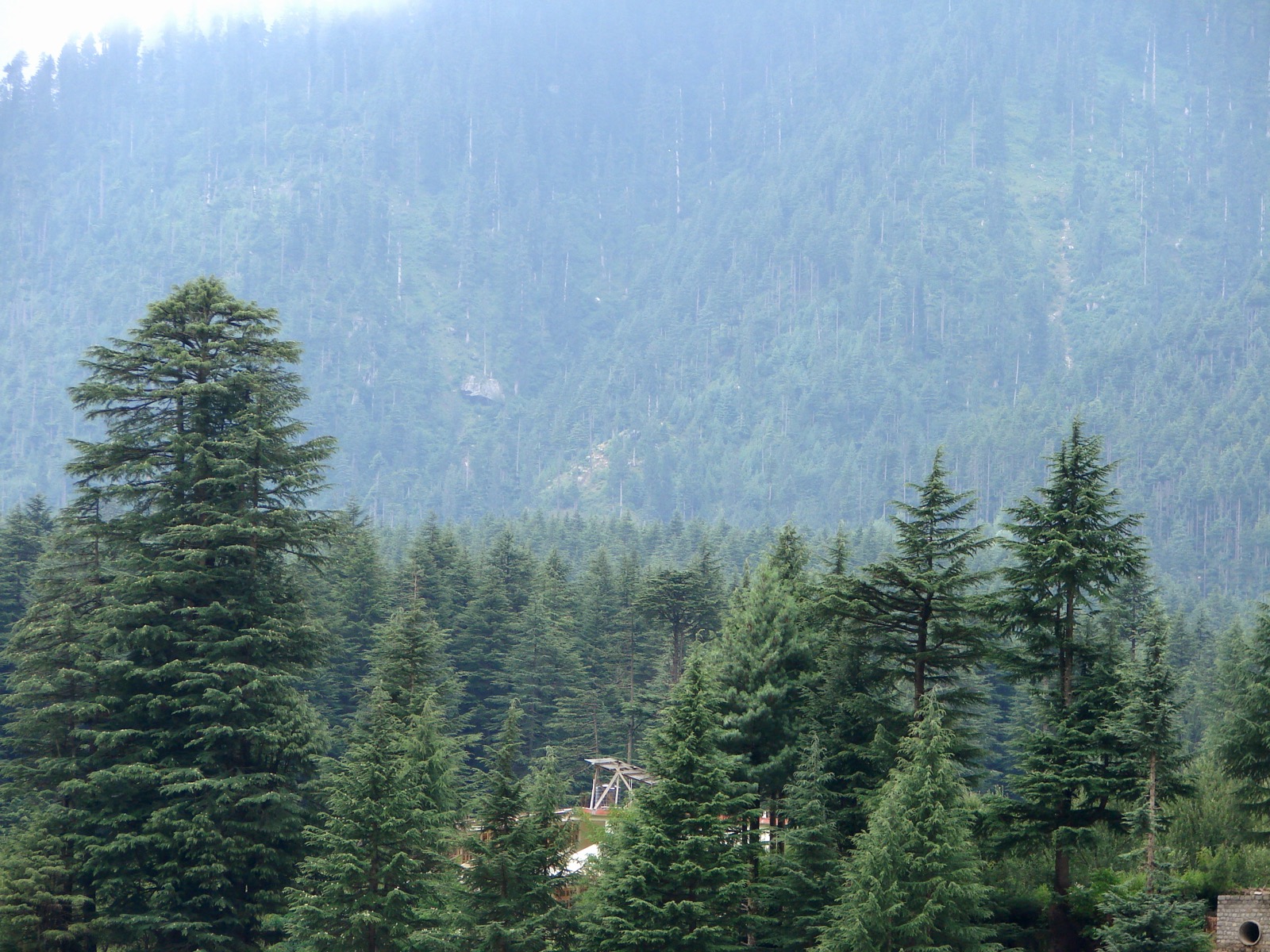 Cedrus deodara forest in the Himalayan foothills